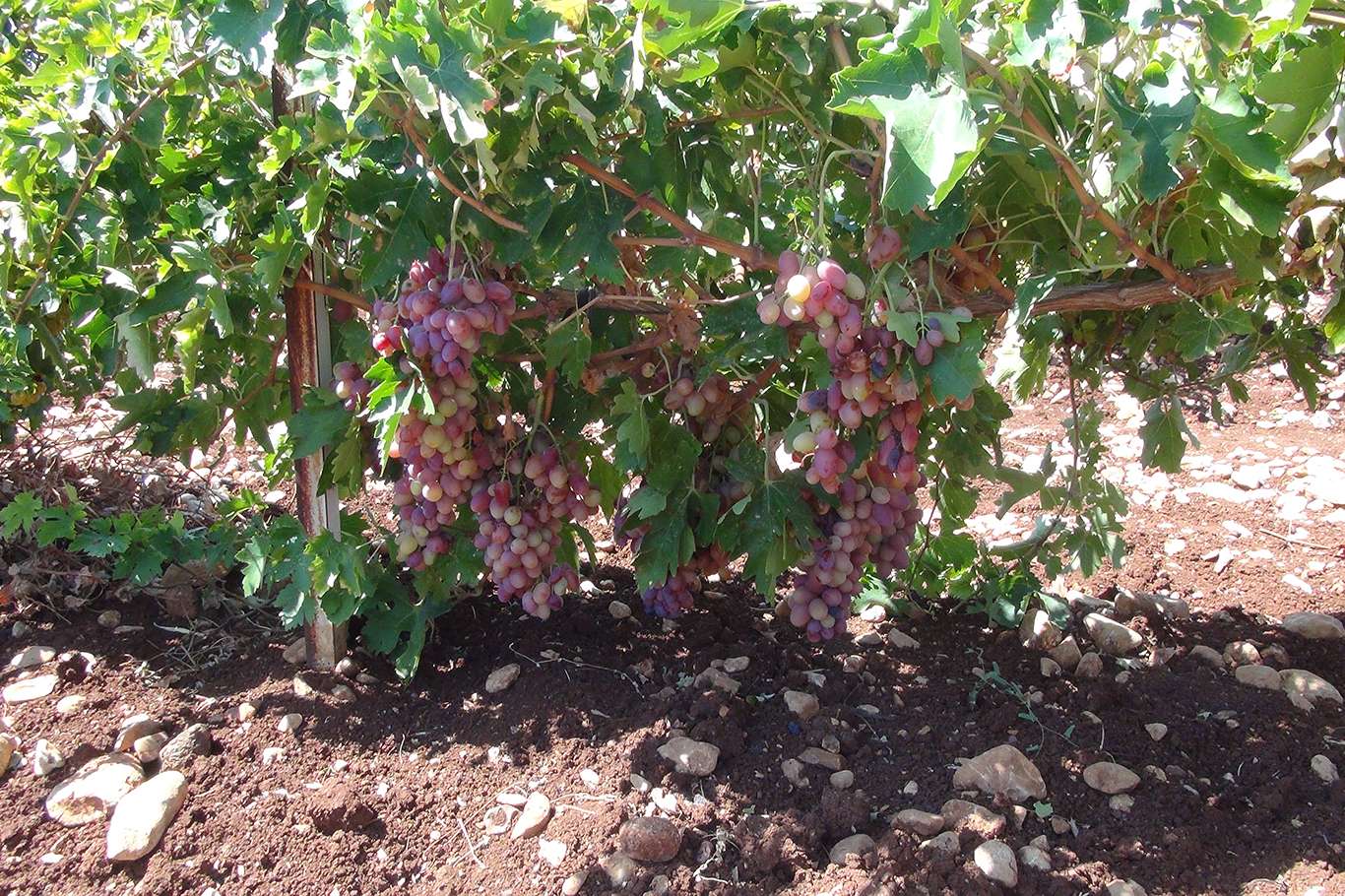 Üzümün pekmez ve pestil olma yolculuğu başladı